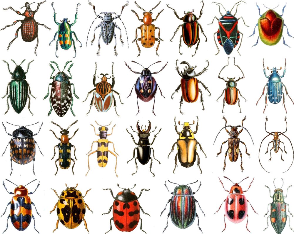 Beetles Decal