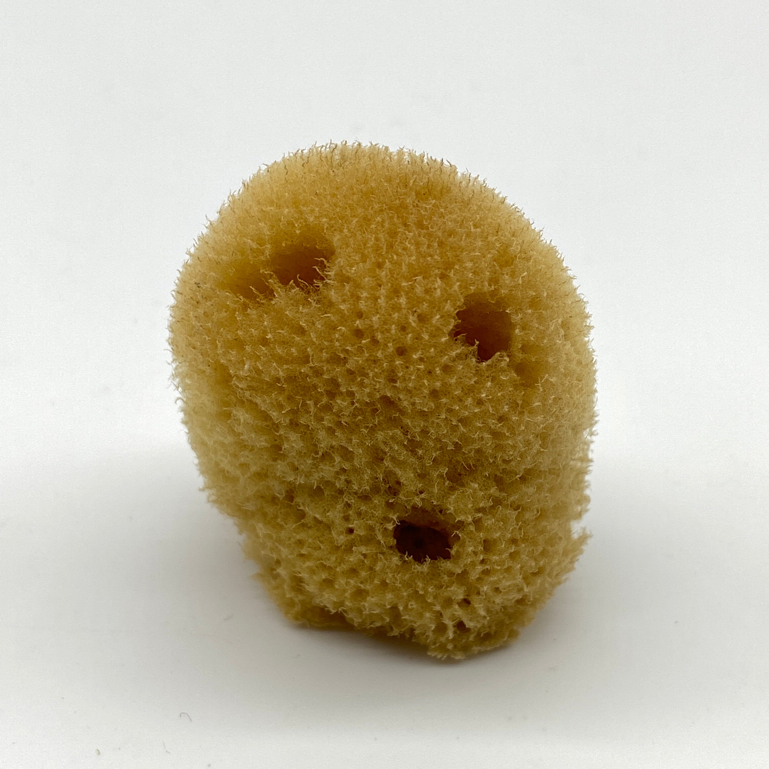 1.5" - 2" Sea Silk Sponge